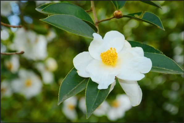 Hoa Sở Bình Liêu